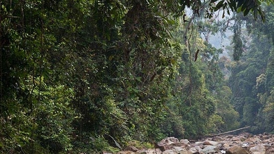 A tree’s trunk contains a network of tubes known as xylem whose job is to ferry water from the roots to leaves. (rainforest journal)