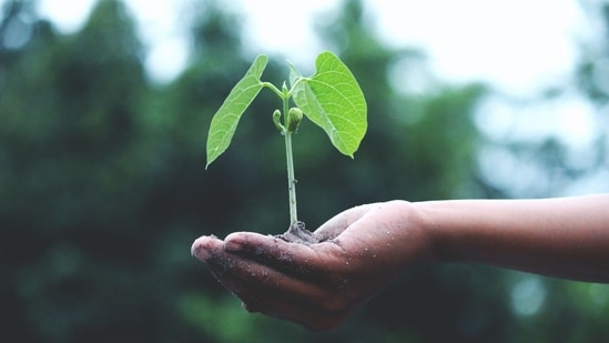 Uttar Pradesh has initiated a mass plantation drive, aiming to plant 242 crore saplings since 2017, said Sunil Chaudhary. (Akil Mazumder)