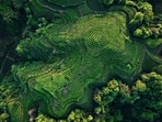 In a politically-driven system like India’s, afforestation requires both political restraint and political courage.