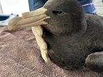 A northern giant petrel after being brought into care at the Esperance Wildlife Hospital after it was found at Wylie Bay Beach and later tested positive for the H5N1 bird flu, in Esperance, Australia, June 18, 2026. 
