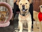 These furry friends, in Delhi-NCR, are searching for forever homes. Won’t you bring them home?