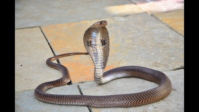 “Big Four” venomous snakes are responsible for nearly all fatal envenomations in India. These include the Indian Spectacled Cobra (in picture), Common Krait, Russell’s Viper, and Saw-scaled Viper. (Shutterstock) “Big Four” venomous snakes are responsible for nearly all fatal envenomations in India. These include the Indian Spectacled Cobra (in picture), Common Krait, Russell’s Viper, and Saw-scaled Viper. (Shutterstock)