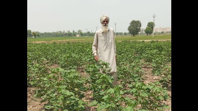 A farmer shows his cotton crop at Jodhpur Romana village in Bathinda on Friday. (Sanjeev Kumar/HT) A farmer shows his cotton crop at Jodhpur Romana village in Bathinda on Friday. (Sanjeev Kumar/HT)