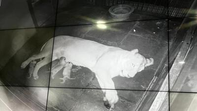 A still from footage shared by the zoo. (HT) A still from footage shared by the zoo. (HT)