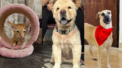 These furry friends, in Delhi-NCR, are searching for forever homes. Won’t you bring them home?