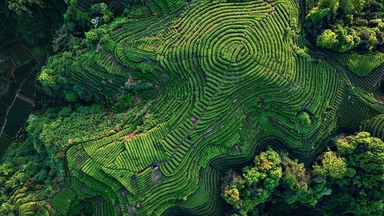 In a politically-driven system like India’s, afforestation requires both political restraint and political courage. (Representational Image/Shutterstock)