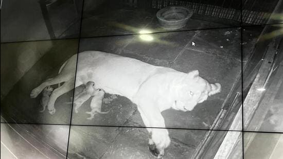 A still from footage shared by the zoo. (HT)