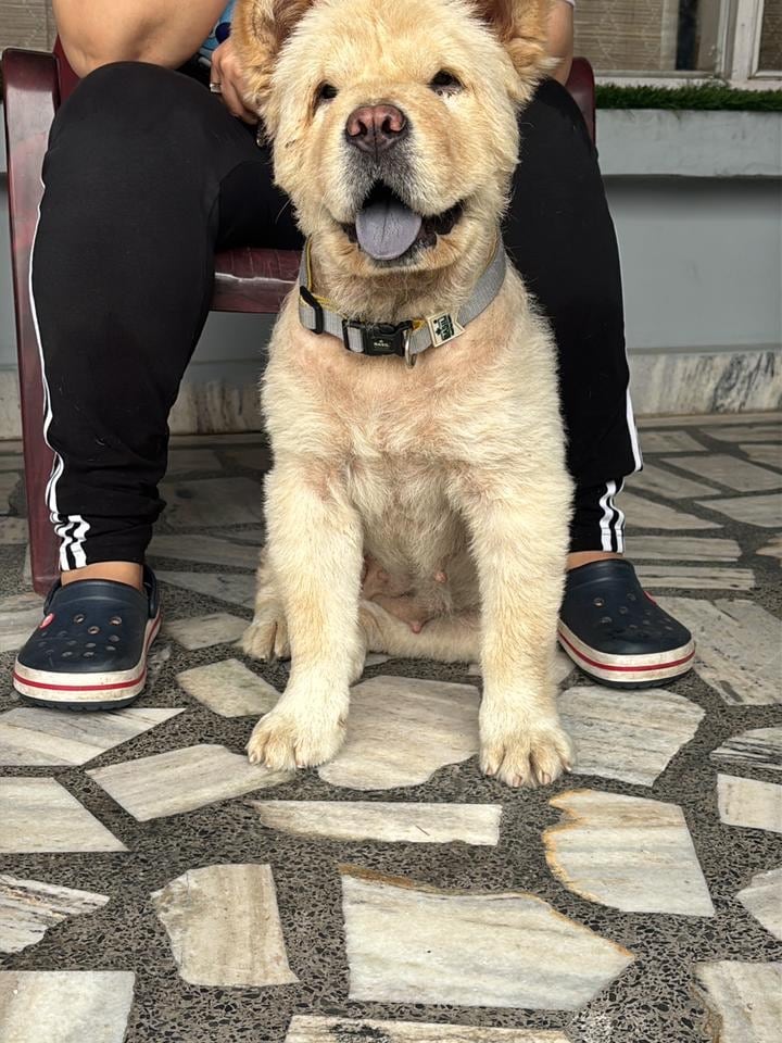 A 1.5-year-old female Chow Cho