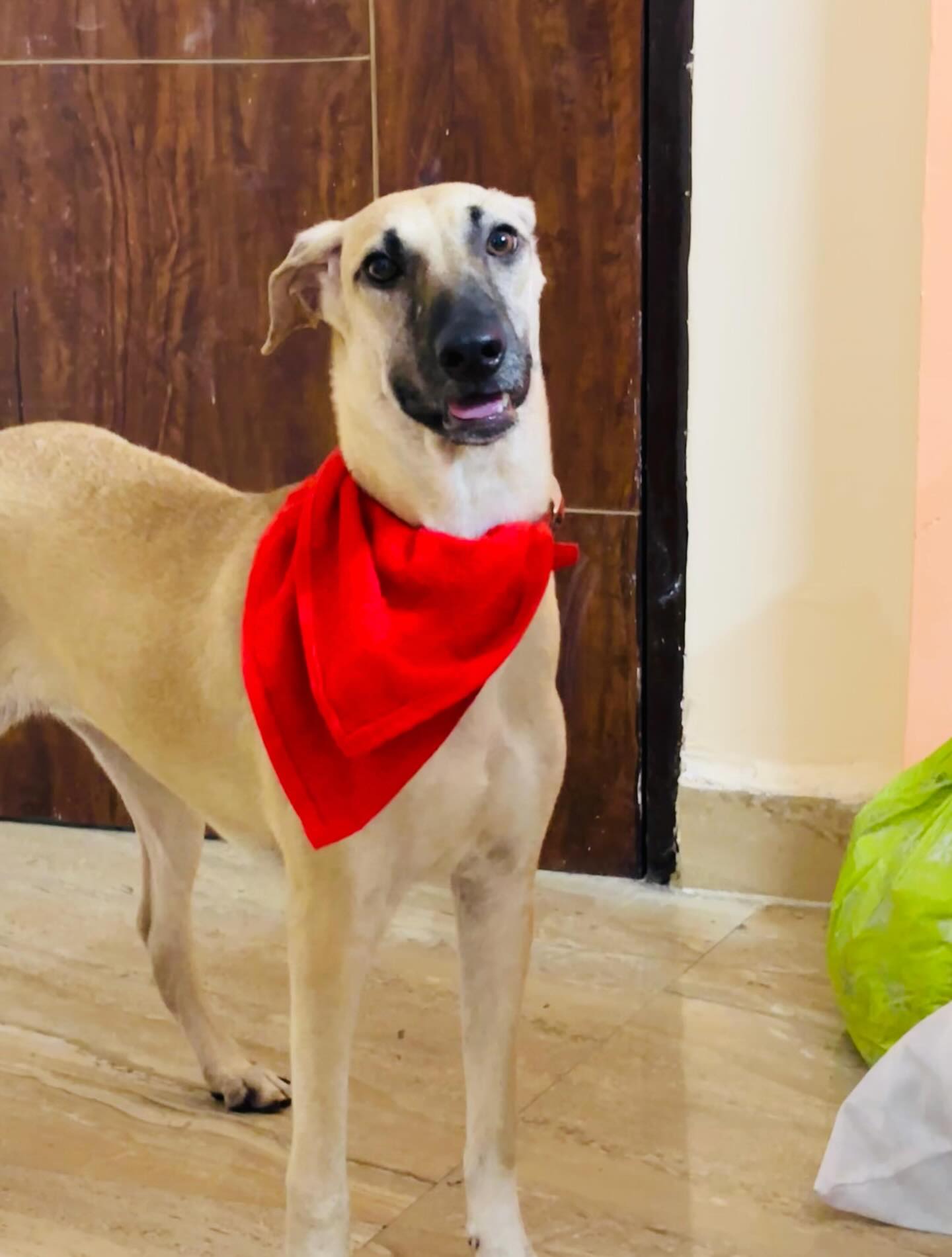 Bhurii , is a 10-month-old indie.