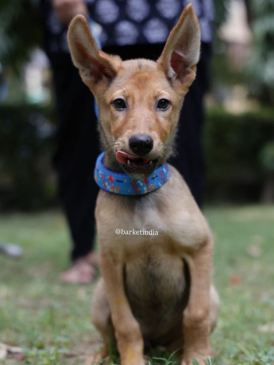 TukTuk is a three-month-old indie.