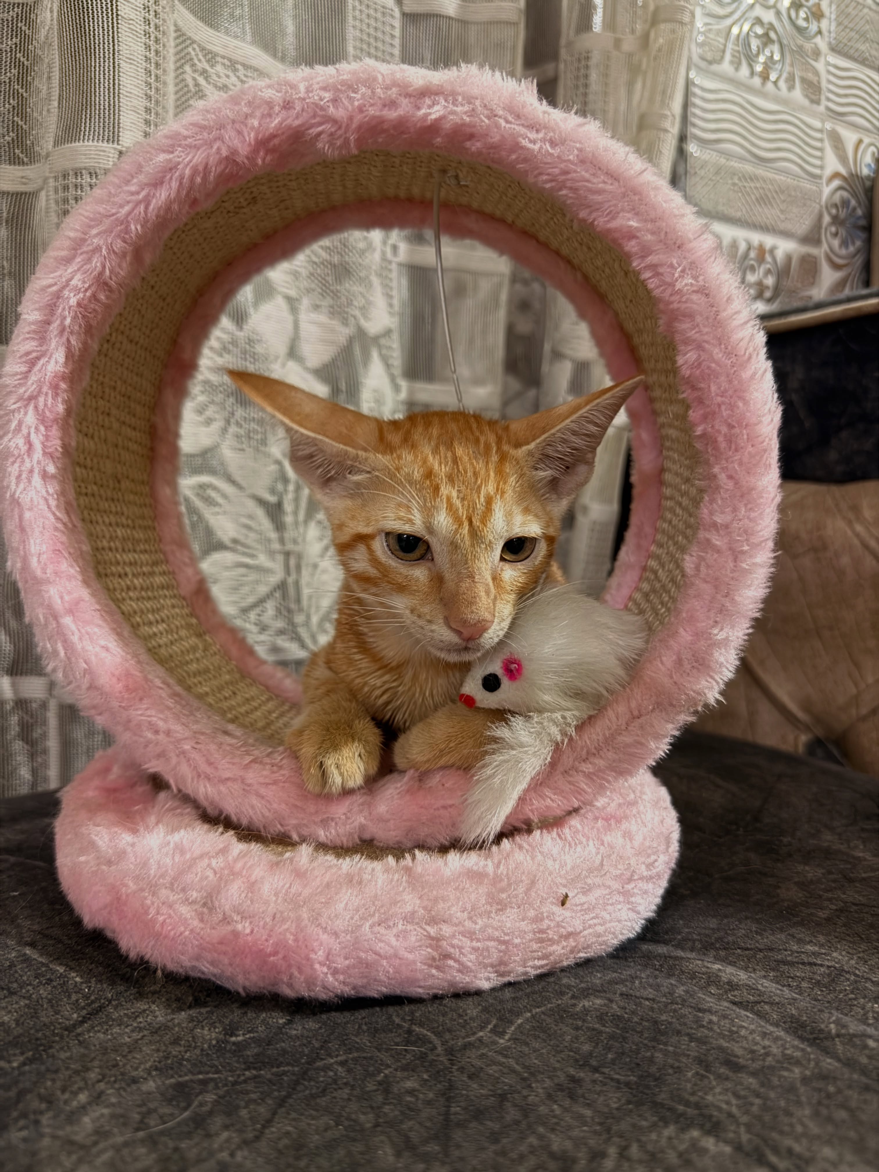 Mau , a 45-day-old Indie.