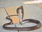 “Big Four” venomous snakes are responsible for nearly all fatal envenomations in India. These include the Indian Spectacled Cobra (in picture), Common Krait, Russell’s Viper, and Saw-scaled Viper. (Shutterstock)