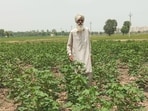 A farmer shows his cotton crop at Jodhpur Romana village in Bathinda on Friday. (Sanjeev Kumar/HT)