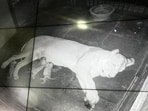 A still from footage shared by the zoo. (HT)