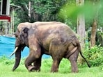 Human-elephant conflict has remained a major concern in northern Chhattisgarh for more than a decade and has expanded into parts of the central region in recent years.