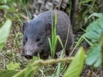 There are just few hundred pygmy hogs left in the wild today. 