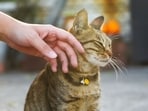 Humans can get ringworm from cats. (Pexel)