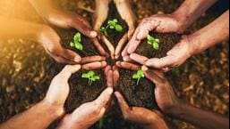 MC topped Chandigarh in tree plantations but one in 3 saplings didn’t survive MC topped Chandigarh in tree plantations but one in 3 saplings didn’t survive