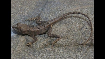A fan-throated lizard in Chandigarh. (WII-CAP CELL 2025)