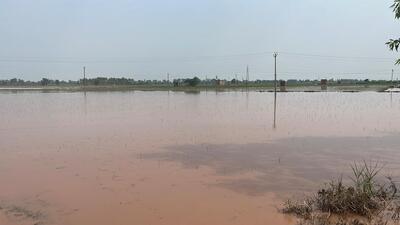 Paddy fields flooded by an overflowing Ghaggar in Patiala district’s Ghanaur’s block. (HT) Paddy fields flooded by an overflowing Ghaggar in Patiala district’s Ghanaur’s block. (HT)
