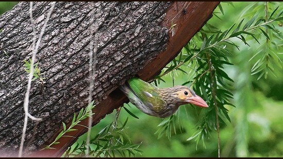 A brown-headed barbet spotted in Sector-10, Chandigarh, on Saturday. (Sanjeev Sharma/HT)