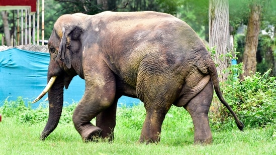 Human-elephant conflict has remained a major concern in northern Chhattisgarh for more than a decade and has expanded into parts of the central region in recent years. (File Photo/ ANI Hafiz Ahmed)