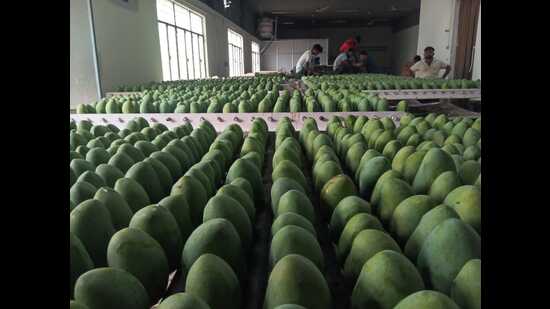Export-quality Chausa mangoes being packed in Pratapgarh (HT)