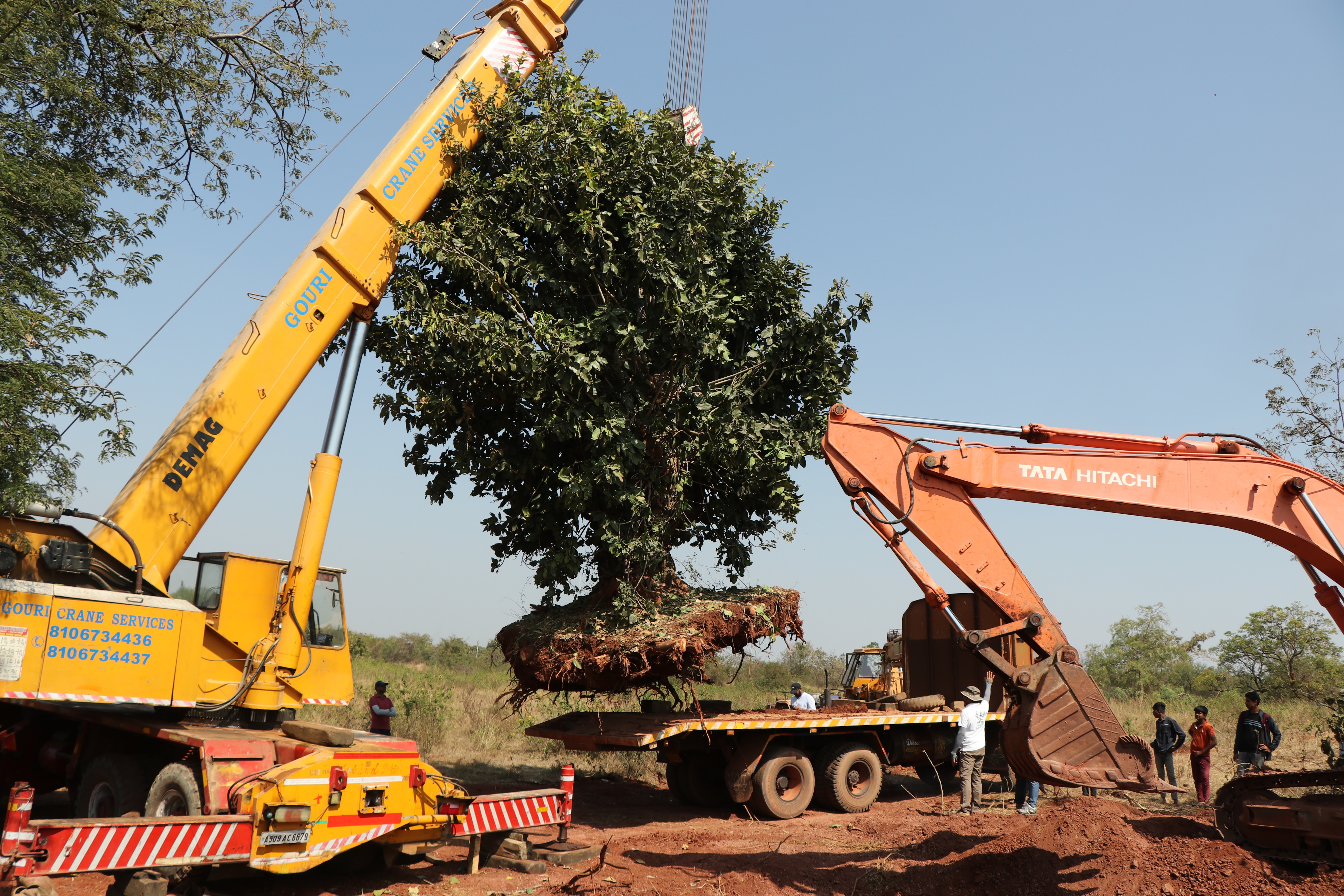 Transplanted trees famously have an abysmal survival rate, ranging in India from 5% to a best-case average of 33%. Peddireddi’s stated survival rate is a significantly higher 75%. Which is possible, says botanist Shrikant Ingalhalikar, who is on the advisory committee for Pune’s municipal tree planting and riverfront development project, because translocation is an entirely different process. Transplanted trees famously have an abysmal survival rate, ranging in India from 5% to a best-case average of 33%. Peddireddi’s stated survival rate is a significantly higher 75%. Which is possible, says botanist Shrikant Ingalhalikar, who is on the advisory committee for Pune’s municipal tree planting and riverfront development project, because translocation is an entirely different process.