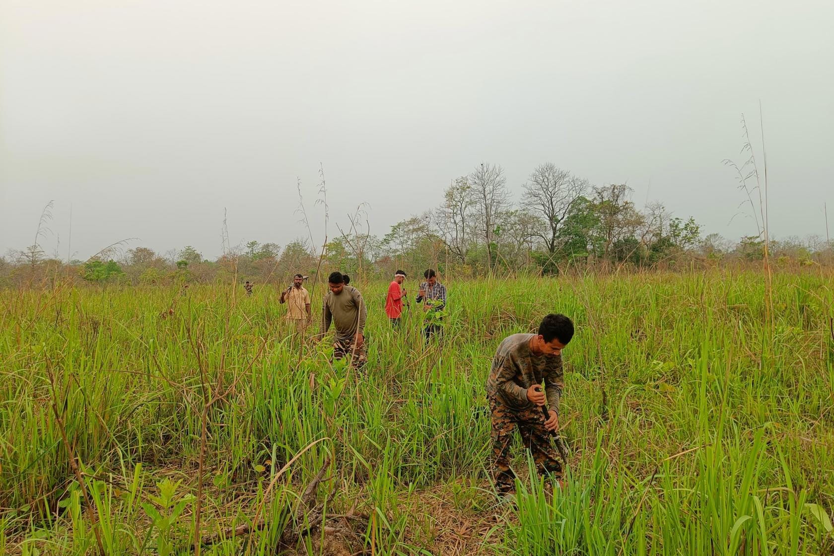 The conservation effort to save the pygmy hog involves reviving grasslands. (Courtesy: Durrell Wildlife Conservation Trust) The conservation effort to save the pygmy hog involves reviving grasslands. (Courtesy: Durrell Wildlife Conservation Trust)