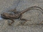 A fan-throated lizard in Chandigarh. (WII-CAP CELL 2025)