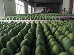 Export-quality Chausa mangoes being packed in Pratapgarh (HT)