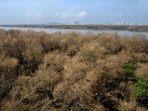 India’s ecological needs — against the backdrop of deadly climate-crisis impacts and serious species loss — cannot afford to surrender to its developmental prerogatives. (HT Archive)