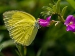 Gram it: A common grass yellow butterfly perches on a flower at the Aravali Hill range, in Gurugram. Meanwhile, the Zoo in Delhi organised a Butterfly and Dragonfly Walk on Sunday, where 21 participants documented 12 butterfly species.   