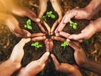 The Chandigarh administration’s Comprehensive Plantation Plan 2026–27 places clear emphasis on quality over quantity, prioritising tall, healthy saplings and scientific planning over mass plantation numbers. (Getty Images)