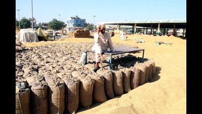 An ongoing crackdown by Australia’s biosecurity agency has severely impacted Indian basmati rice exports. As a result, hundreds of shipping containers have been barred from entering the country. This has left premium grain worth  ₹200 crore stranded at various ports. (HT File)