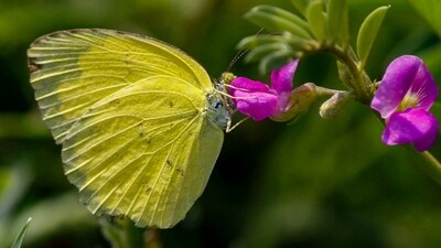 Gram it: A common grass yellow butterfly perches on a flower at the Aravali Hill range, in Gurugram. Meanwhile, the Zoo in Delhi organised a Butterfly and Dragonfly Walk on Sunday, where 21 participants documented 12 butterfly species. (Photo: PTI)