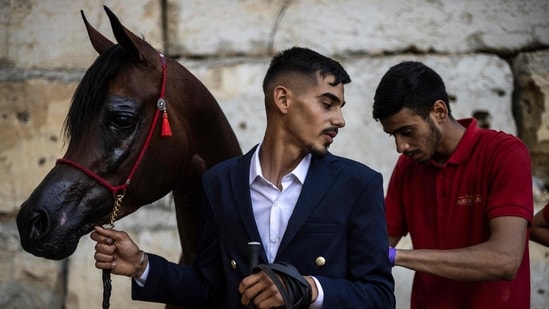 A Palestinian horse-handler waits to show his Arabian horse during a beauty contest at the Rawabi Palestine Arabians show in Rawabi, in the Israeli-occupied West Bank, on June 27, 2026. Arabian horses are particularly popular in the Palestinian territories, where young men breed them for prestige, racing, and beauty contests. (John Wessels/AFP Photo)