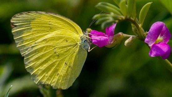 Gram it: A common grass yellow butterfly perches on a flower at the Aravali Hill range, in Gurugram. Meanwhile, the Zoo in Delhi organised a Butterfly and Dragonfly Walk on Sunday, where 21 participants documented 12 butterfly species. (Photo: PTI)