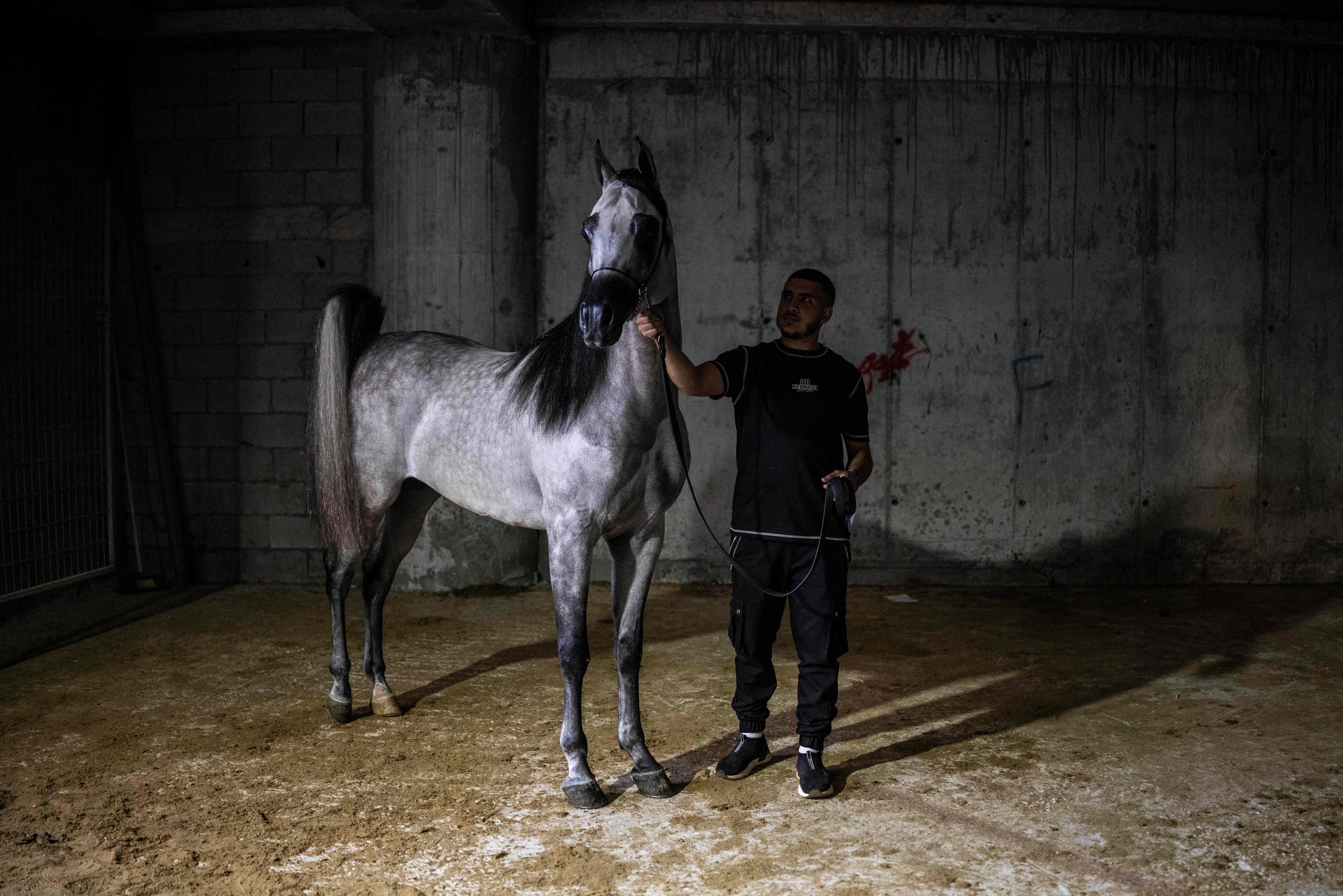 A Palestinian stable hand waits to present his Arabian horse during a beauty contest at the Rawabi Palestine Arabians show in.
For Palestinians, horses are entwined with identity, heritage and a sense of belonging to the land. Poems, songs and graffiti celebrate horses and horsemen alike. (John Wessels/AFP Photo) A Palestinian stable hand waits to present his Arabian horse during a beauty contest at the Rawabi Palestine Arabians show in.
For Palestinians, horses are entwined with identity, heritage and a sense of belonging to the land. Poems, songs and graffiti celebrate horses and horsemen alike. (John Wessels/AFP Photo)