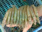 A group of enterprising fish farmers in Punjab have extended the state’s shrimp farming calendar by successfully harvesting two shrimp crops a year, unlocking fresh income opportunities from the off-season. (Sanjeev Kumar / HT)