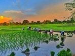 తెలంగాణలో ఖరీఫ్ సాగు