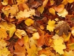 The astrological impact of the fall season.