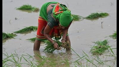 Women transplant paddy saplings in a waterlogged field in Soraon, Prayagraj, as the monsoon is expected to regain momentum across Uttar Pradesh this weekend. (Anil Kumar Maurya/HT)