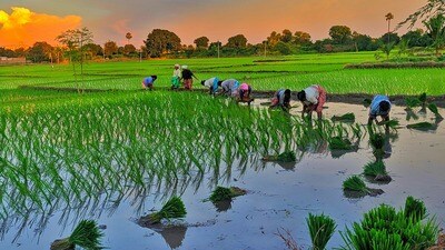 తెలంగాణలో ఖరీఫ్ సాగు తెలంగాణలో ఖరీఫ్ సాగు