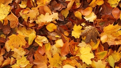 The astrological impact of the fall season. (Pexels) The astrological impact of the fall season. (Pexels)