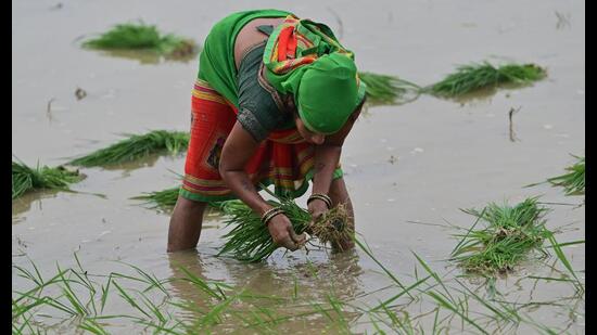 Women transplant paddy saplings in a waterlogged field in Soraon, Prayagraj, as the monsoon is expected to regain momentum across Uttar Pradesh this weekend. (Anil Kumar Maurya/HT)