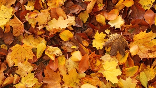 The Old Farmer’s Almanac has a fall forecast. Astrology has a different outlook for the season