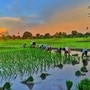 తెలంగాణలో ఖరీఫ్ సాగు