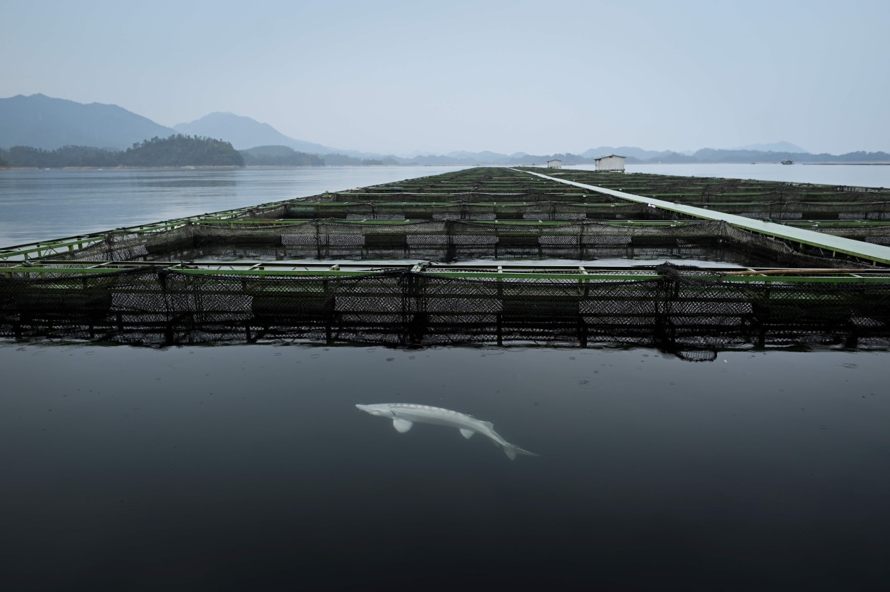 A sturgeon at a fishery run by caviar company Kaluga Queen in Zhejiang province, China. A sturgeon at a fishery run by caviar company Kaluga Queen in Zhejiang province, China.