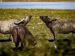 Following the surgery, the buffalo's condition has been steadily improving. It has experienced significant pain relief and will receive ongoing care under the supervision of specialist veterinarians for the next seven to ten days, Ranaut added.